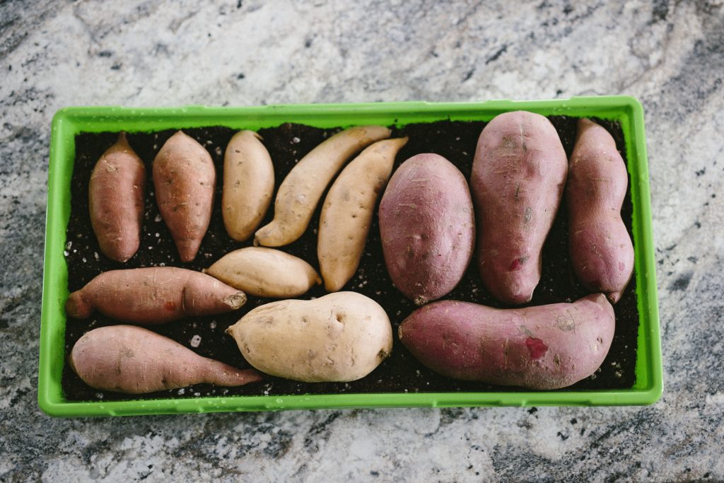 sweet potatoes in container with soil indoors