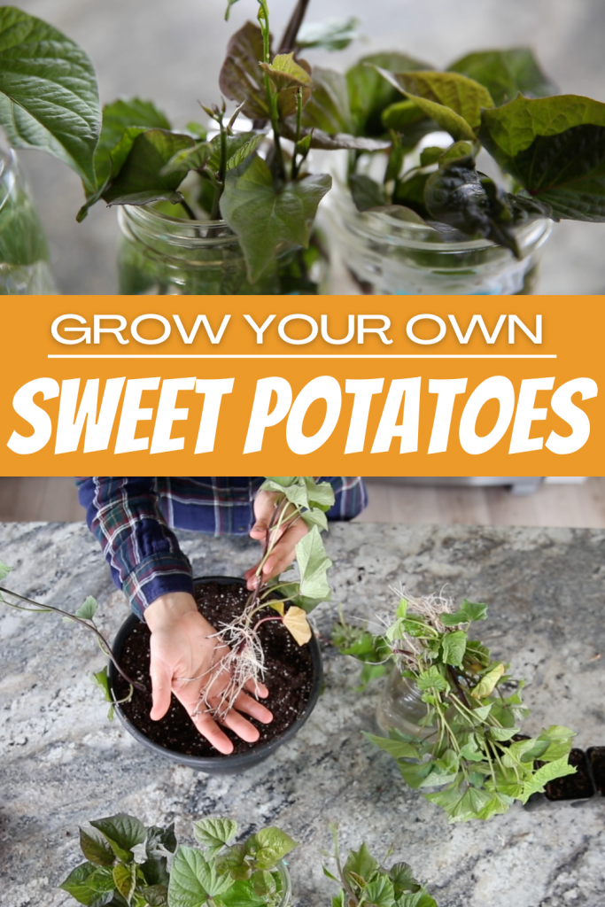 how to grow sweet potatoes pin