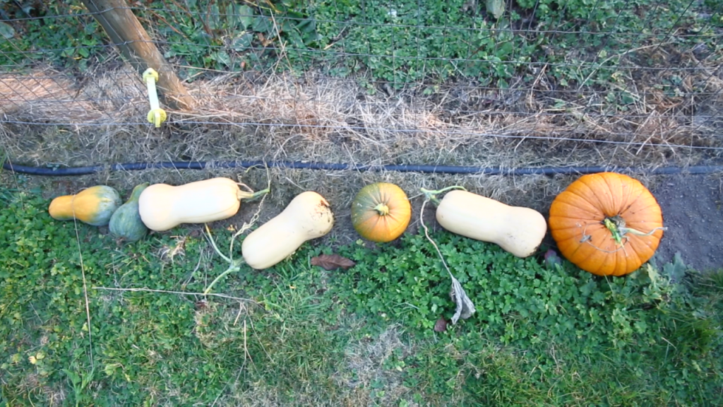 picked butternut squash on the grass in a row
