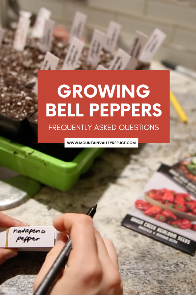 pin for grown bell peppers