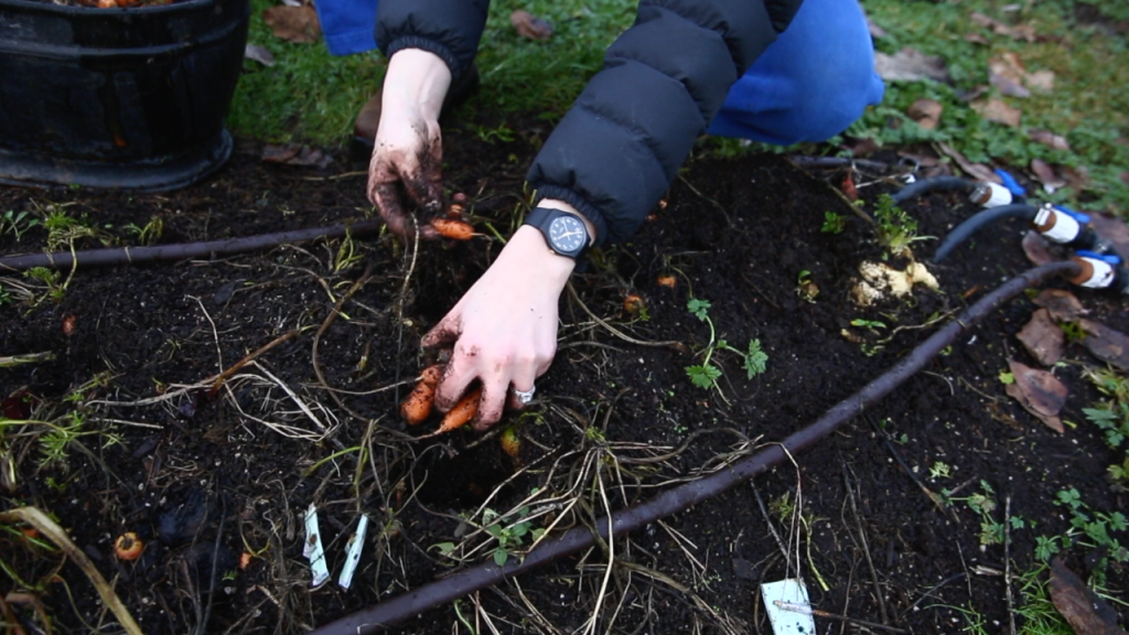 close up of hands pulling up carrots from garden beds
